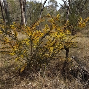 Acacia paradoxa at Hackett, ACT - 14 Sep 2024