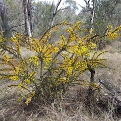 Acacia paradoxa at Hackett, ACT - 14 Sep 2024 01:09 PM