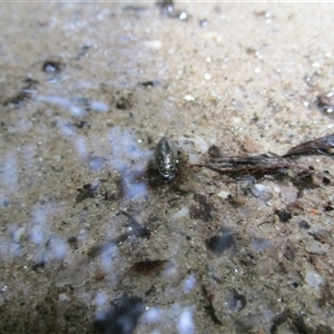 Macrogyrus sp. (genus) at Mossman, QLD - 6 Jan 2023