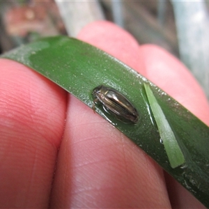 Macrogyrus sp. (genus) at Mossman, QLD - 6 Jan 2023