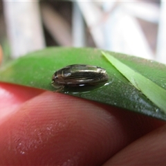 Macrogyrus sp. (genus) at Mossman, QLD - 6 Jan 2023