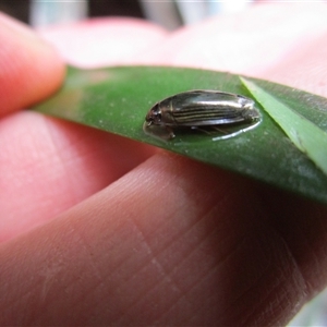 Macrogyrus sp. (genus) at Mossman, QLD - 6 Jan 2023