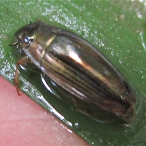 Macrogyrus sp. (genus) at Mossman, QLD - 6 Jan 2023