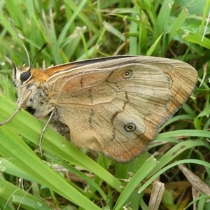 Heteronympha penelope at Charleys Forest, NSW - suppressed