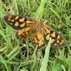 Heteronympha penelope at Charleys Forest, NSW - suppressed