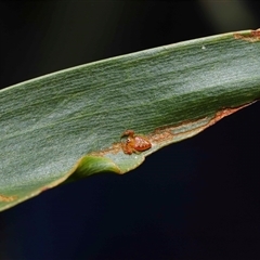 Arkys walckenaeri (Triangle spider) at Acton, ACT - 3 Aug 2024 by TimL