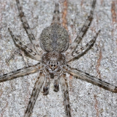 Tamopsis sp. (genus) (Two-tailed spider) at Throsby, ACT - 24 Aug 2024 by TimL