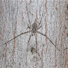 Tamopsis sp. (genus) at Throsby, ACT - 24 Aug 2024 12:50 PM