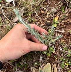 Vittadinia gracilis (New Holland Daisy) at Kenny, ACT - 26 Sep 2024 by RangerRiley