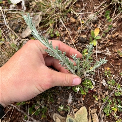 Vittadinia gracilis (New Holland Daisy) at Kenny, ACT - 26 Sep 2024 by RangerRiley