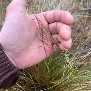 Nassella trichotoma at Throsby, ACT - 26 Sep 2024 10:33 AM