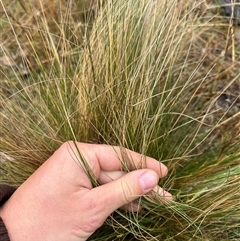 Nassella trichotoma at Throsby, ACT - 26 Sep 2024