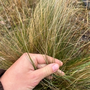 Nassella trichotoma at Throsby, ACT - 26 Sep 2024