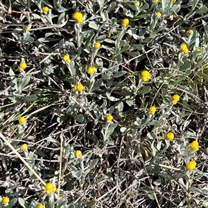 Chrysocephalum apiculatum at Kenny, ACT - 26 Sep 2024