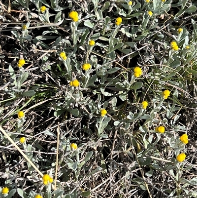 Chrysocephalum apiculatum (Common Everlasting) at Kenny, ACT - 26 Sep 2024 by RangerRiley