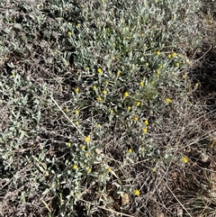 Chrysocephalum apiculatum at Kenny, ACT - 26 Sep 2024