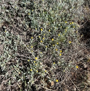 Chrysocephalum apiculatum at Kenny, ACT - 26 Sep 2024