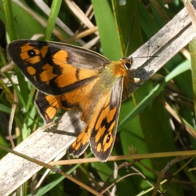 Heteronympha penelope (Shouldered Brown) at Charleys Forest, NSW - 1 Mar 2021 by arjay