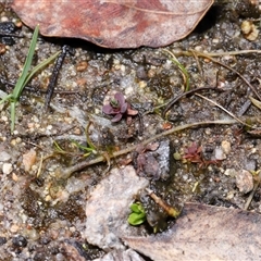 Nerthra sp. (genus) at Tharwa, ACT - 21 Aug 2024