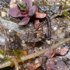 Nerthra sp. (genus) at Tharwa, ACT - 21 Aug 2024