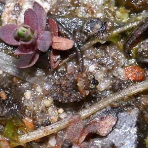 Nerthra sp. (genus) at Tharwa, ACT - 21 Aug 2024