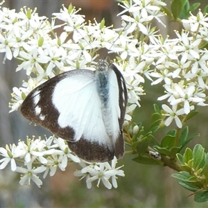 Appias paulina at Charleys Forest, NSW - 8 Feb 2021