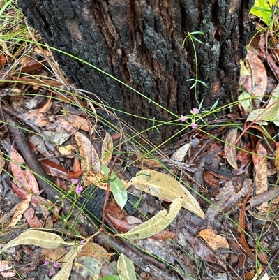 Mirbelia rubiifolia (Heathy Mirbelia) at Woollamia, NSW - 26 Sep 2024 by lbradley