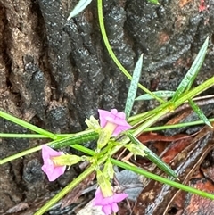 Mirbelia rubiifolia at Woollamia, NSW - 26 Sep 2024