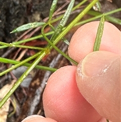 Mirbelia rubiifolia at Woollamia, NSW - 26 Sep 2024