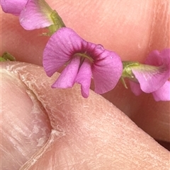 Mirbelia rubiifolia at Woollamia, NSW - 26 Sep 2024