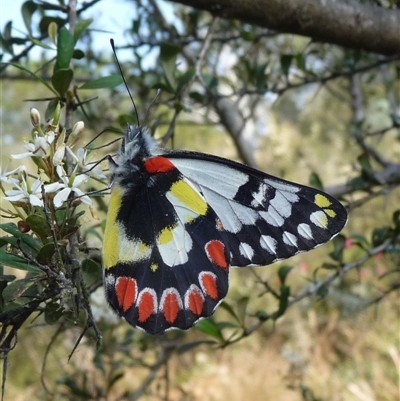 Delias aganippe (Spotted Jezebel) at Charleys Forest, NSW - 18 Jan 2014 by arjay