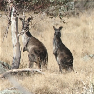 Macropus giganteus at Cooma, NSW - 26 Sep 2024 01:53 PM