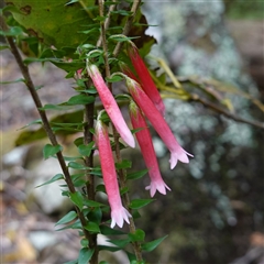 Epacris longiflora (Fuchsia Heath) at Robertson, NSW - 25 Sep 2024 by RobG1