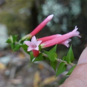 Epacris longiflora at Robertson, NSW - 25 Sep 2024