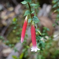 Epacris longiflora at Robertson, NSW - 25 Sep 2024 11:53 AM