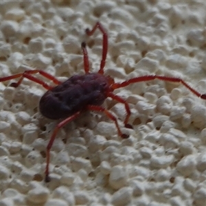 Rainbowia sp. (genus) at Hall, ACT - 26 Sep 2024