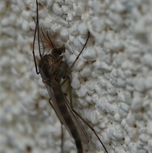 Chironomidae (family) at Hall, ACT - 26 Sep 2024