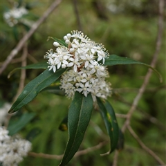 Nematolepis squamea subsp. squamea at Robertson, NSW - 25 Sep 2024 by RobG1