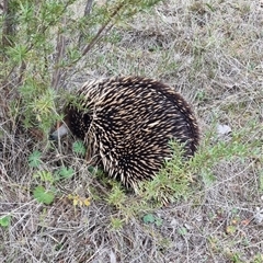 Tachyglossus aculeatus (Short-beaked Echidna) at Theodore, ACT - 26 Sep 2024 by VeraKurz