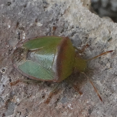 Cuspicona carneola (A shield bug) at Hall, ACT - 26 Sep 2024 by Anna123