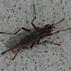 Osa commoni at Hall, ACT - 26 Sep 2024 03:26 PM