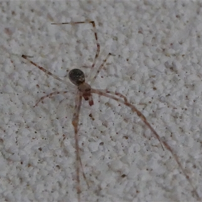 Cryptachaea gigantipes (White porch spider) at Hall, ACT - 26 Sep 2024 by Anna123