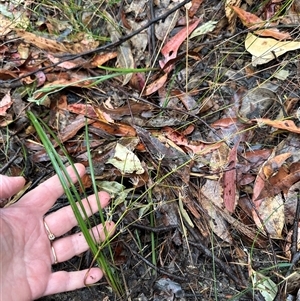 Lomandra multiflora at Woollamia, NSW - 26 Sep 2024 12:40 PM