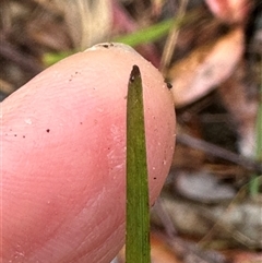 Lomandra multiflora at Woollamia, NSW - 26 Sep 2024