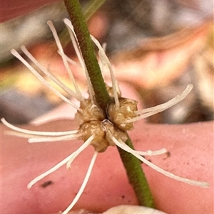 Lomandra multiflora at Woollamia, NSW - 26 Sep 2024