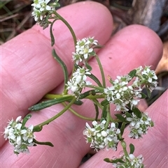 Poranthera ericifolia at Woollamia, NSW - 26 Sep 2024 by lbradley