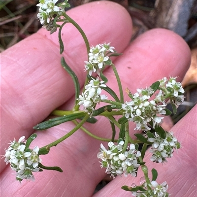 Poranthera ericifolia at Woollamia, NSW - 26 Sep 2024 by lbradley