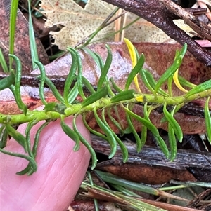 Poranthera ericifolia at Woollamia, NSW - 26 Sep 2024