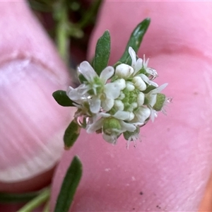 Poranthera ericifolia at Woollamia, NSW - 26 Sep 2024