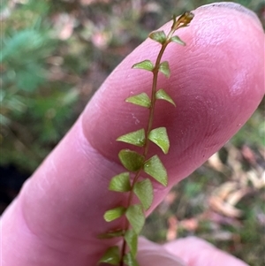 Lindsaea linearis at Woollamia, NSW - 26 Sep 2024 12:44 PM